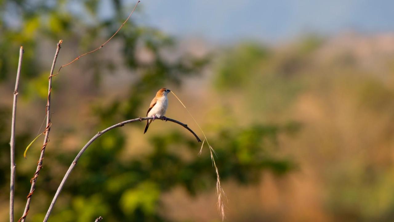 Dera Baghdarrah Nature Retreat Udaipur Eksteriør bilde