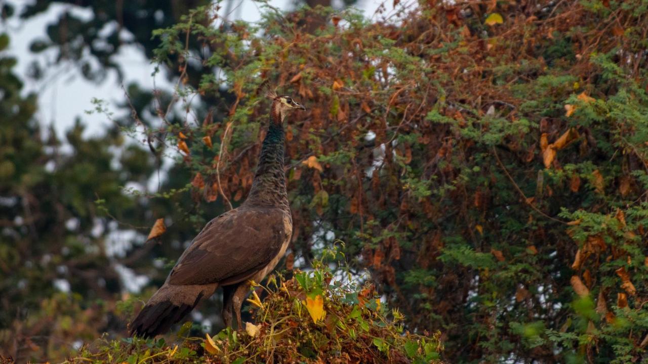 Dera Baghdarrah Nature Retreat Udaipur Eksteriør bilde