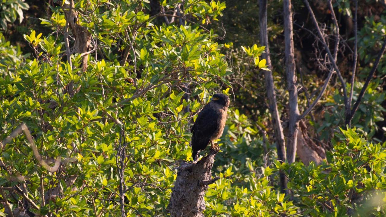 Dera Baghdarrah Nature Retreat Udaipur Eksteriør bilde