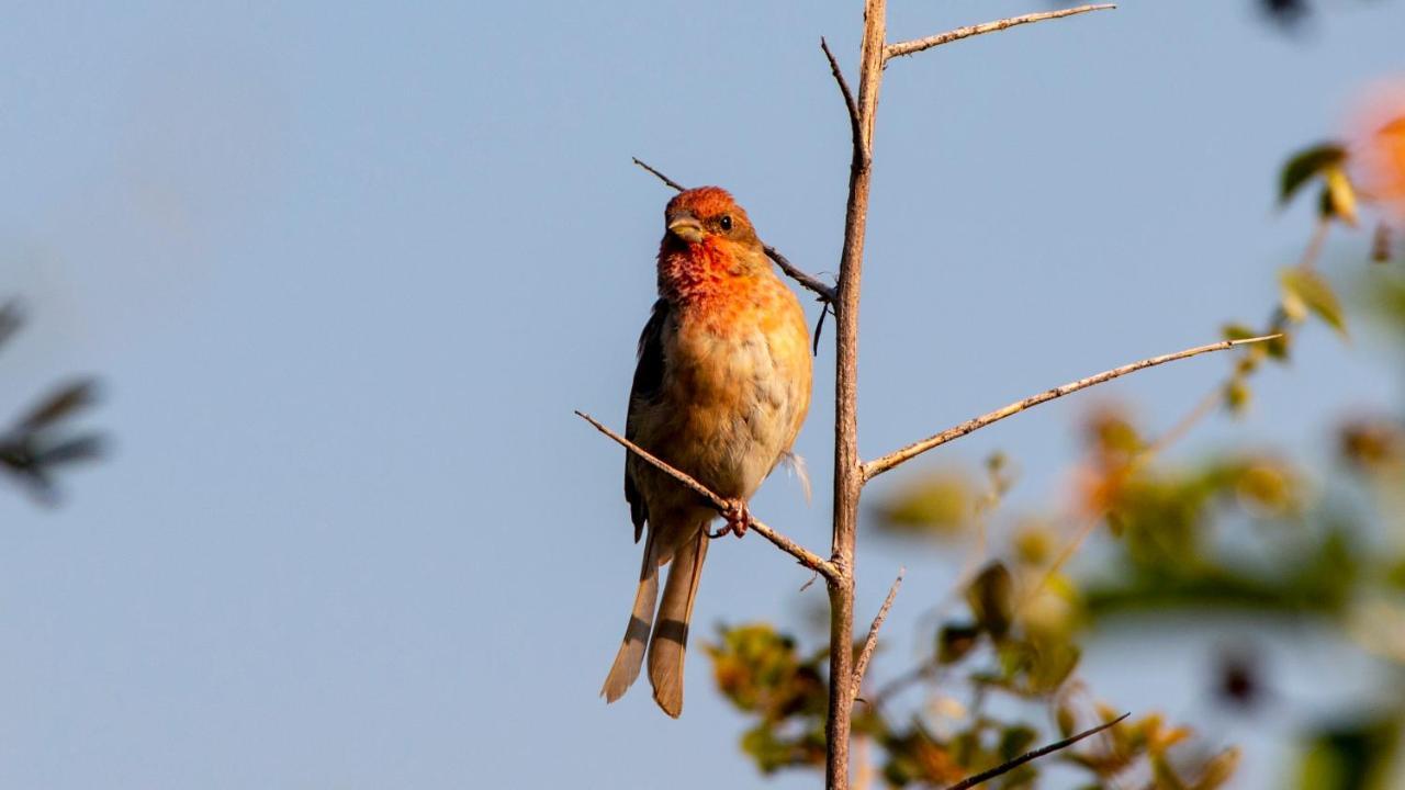 Dera Baghdarrah Nature Retreat Udaipur Eksteriør bilde