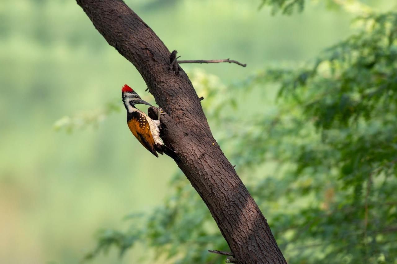 Dera Baghdarrah Nature Retreat Udaipur Eksteriør bilde