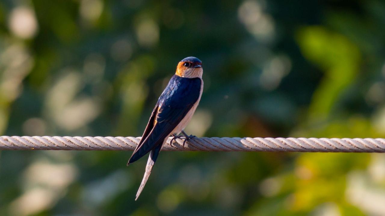 Dera Baghdarrah Nature Retreat Udaipur Eksteriør bilde