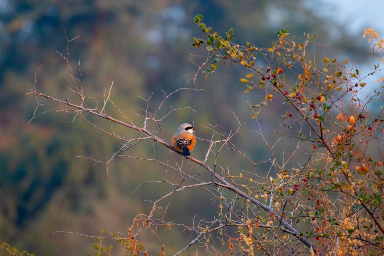 Dera Baghdarrah Nature Retreat Udaipur Eksteriør bilde