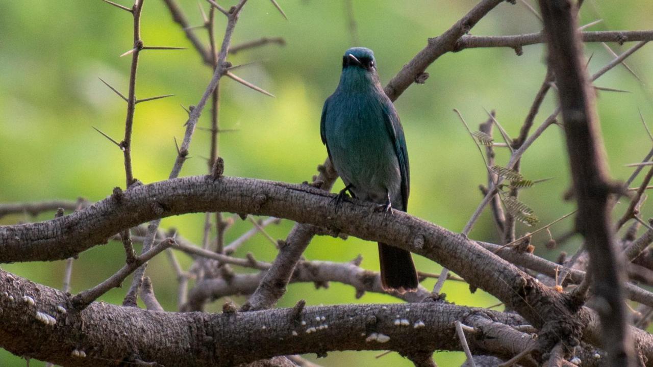 Dera Baghdarrah Nature Retreat Udaipur Eksteriør bilde