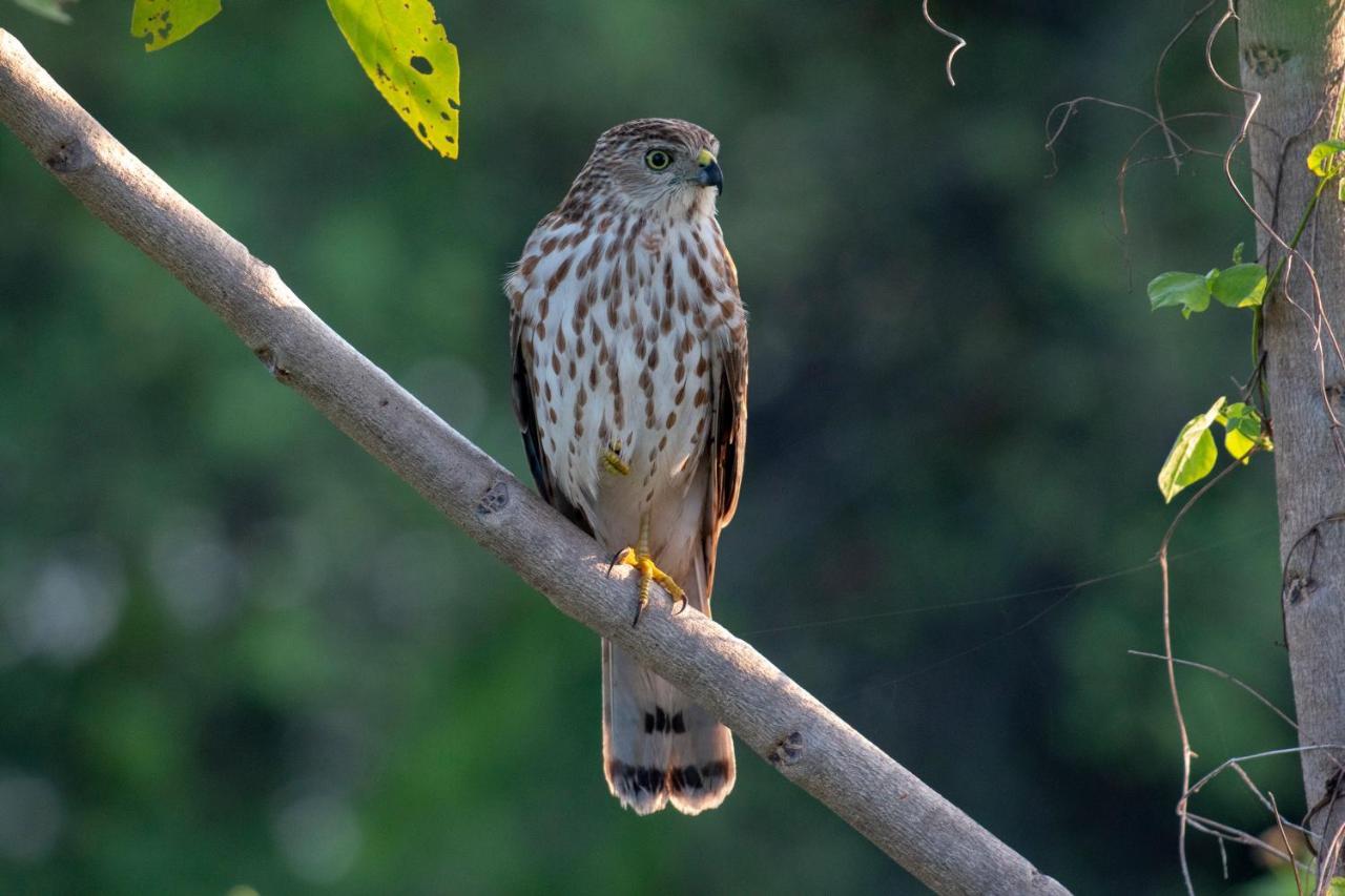Dera Baghdarrah Nature Retreat Udaipur Eksteriør bilde