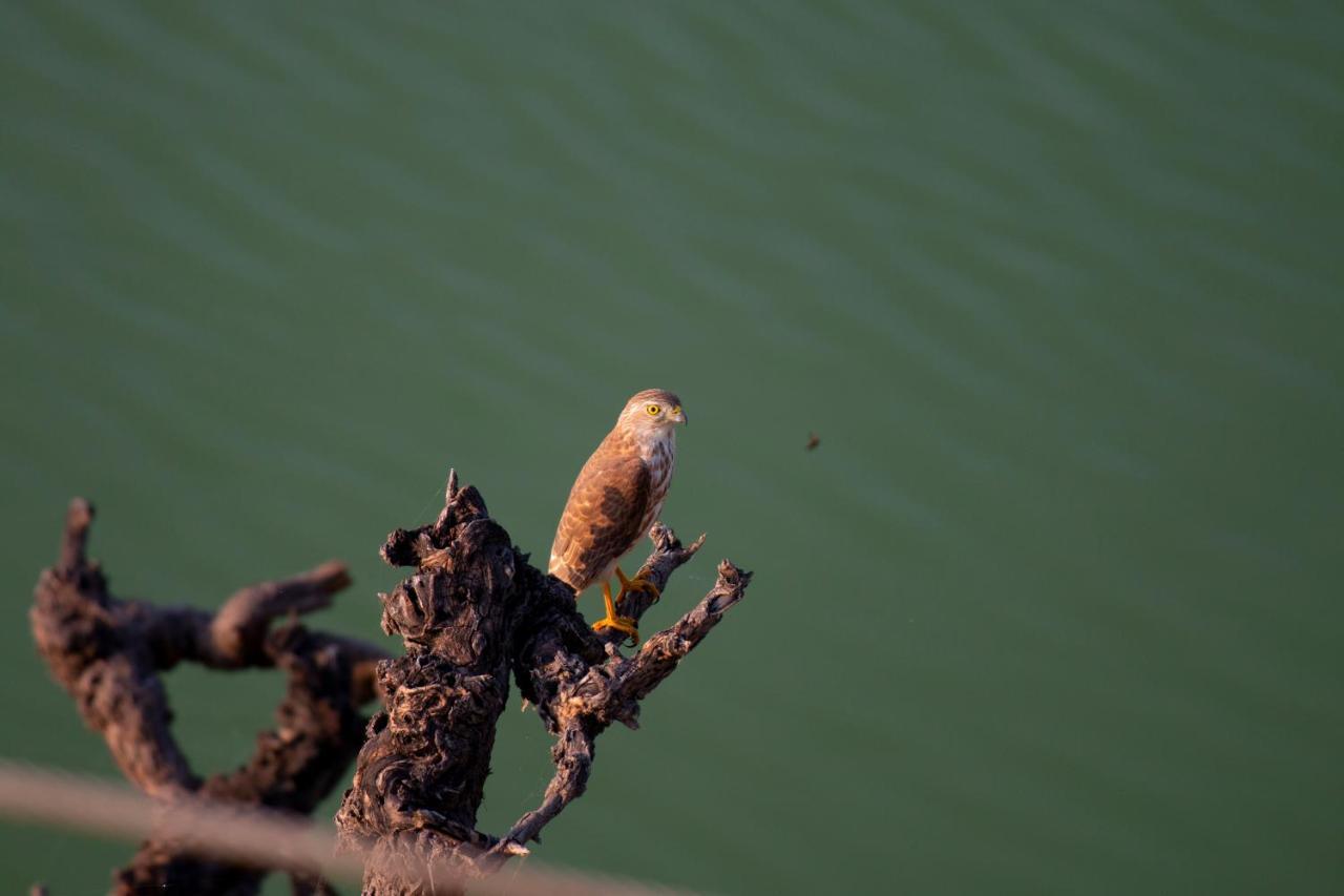 Dera Baghdarrah Nature Retreat Udaipur Eksteriør bilde